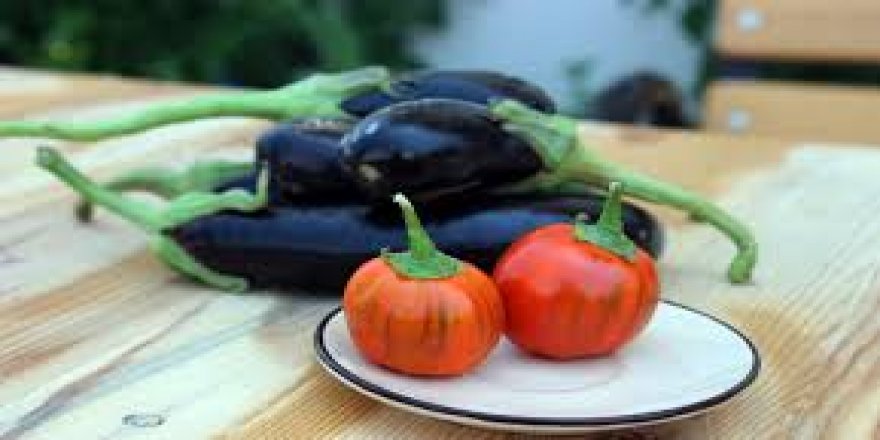 Hatay'da domates görünümlü patlıcan görenleri şaşırtıyor