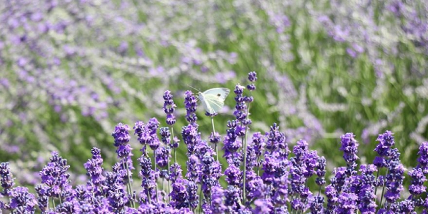 Hükümlülerin yetiştirdiği lavantalar turizme kazandırılacak