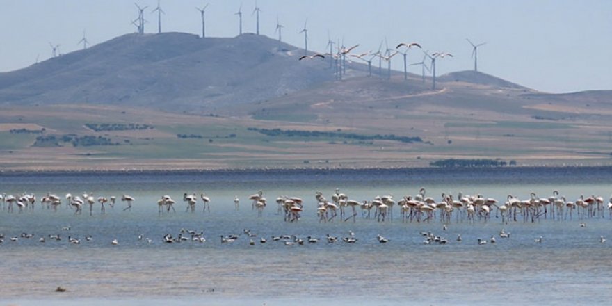 Seyfe Gölü'nde kuş yoğunluğu arttı