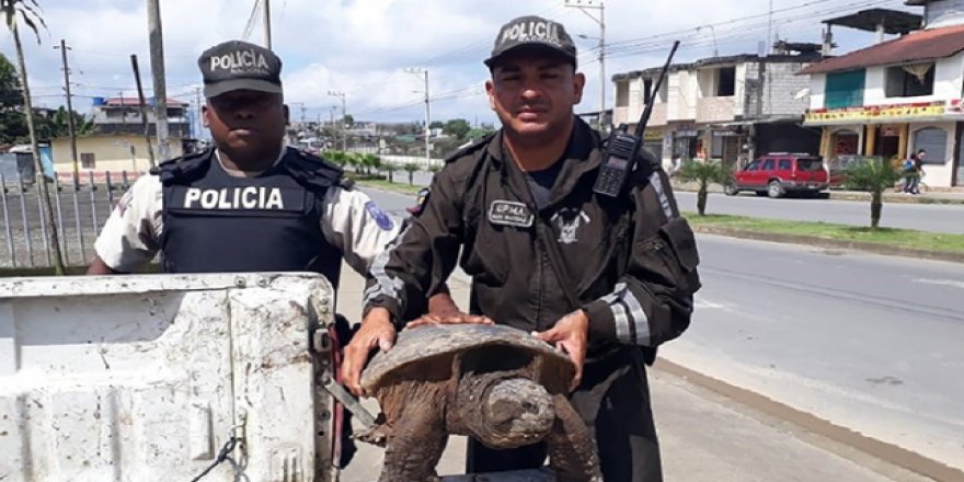 Nesli tükenmekte olan binlerce hayvan gümrükte yakalanıyor