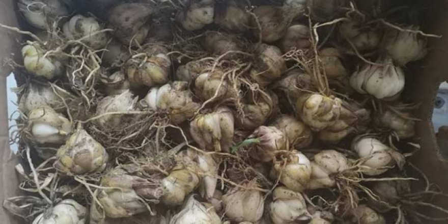 Kaçak zambak soğanı toplayan kişiye 60 bin TL ceza