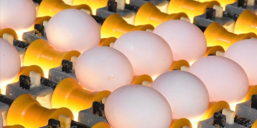 Kümes hayvancılığı üretimi verileri açıklandı