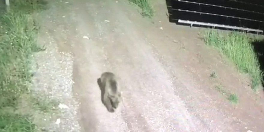 Ayılar yiyecek aramak için güneş santraline girdi