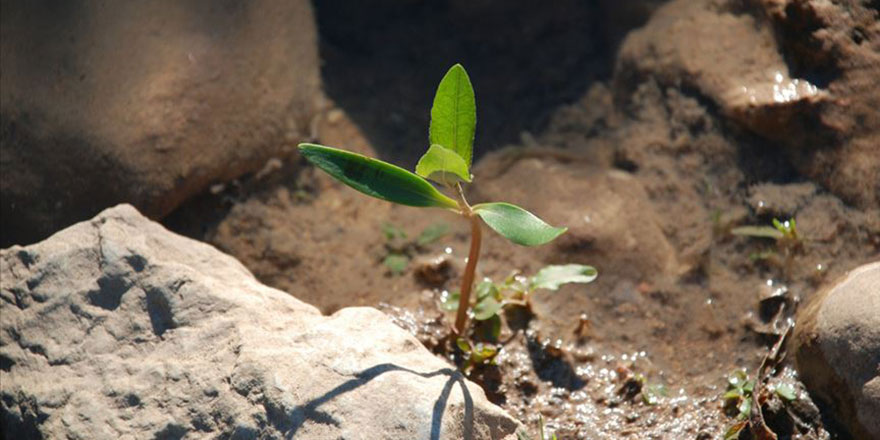 Parlak fikirler ormana dönüşecek