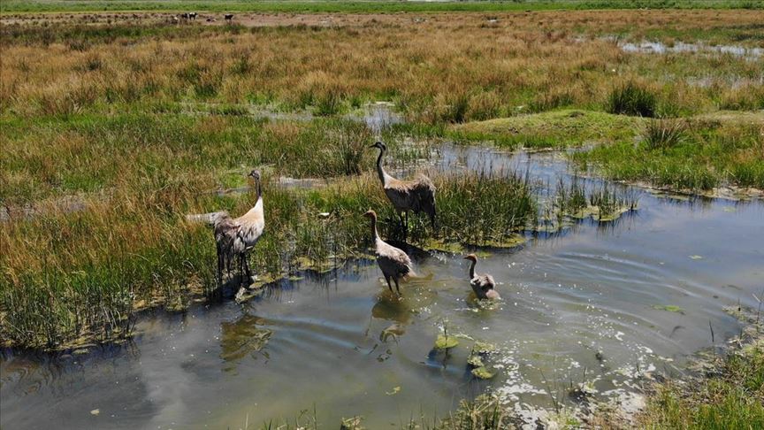 Allı turnaların başka ele varmasını istemiyorlar