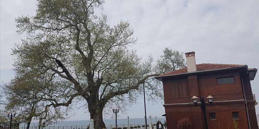 Tarihe tanıklık eden 9 bin 369 ağaç tescillendi