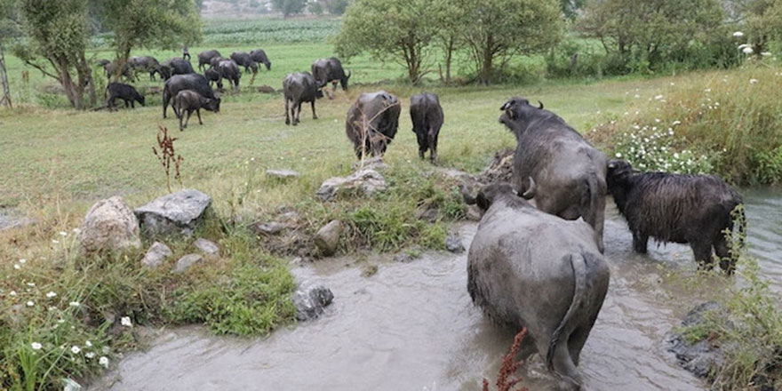 Köylünün hayatı mandayla değişiyor