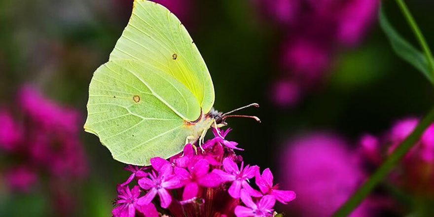 Kanatları yaprak gibi yaratılmış
