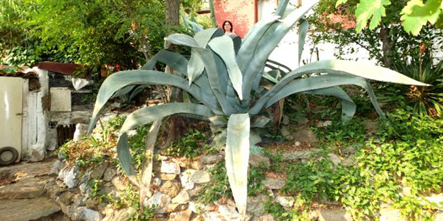 Ekildiği tarihten 46 yıl sonra çiçek açtı