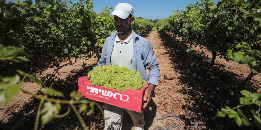 Gazze'nin ümidi 'üzüm' kötü başladı