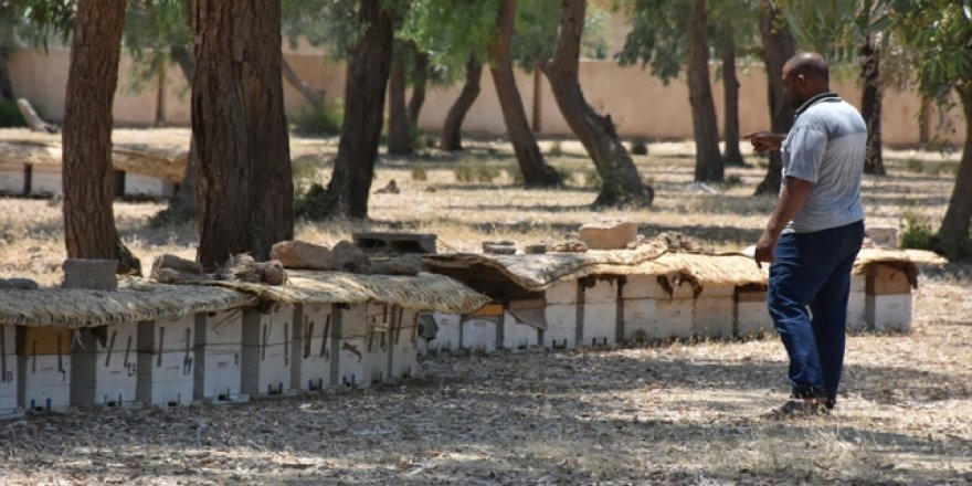 Kerkük'te toplu arı ölümleri