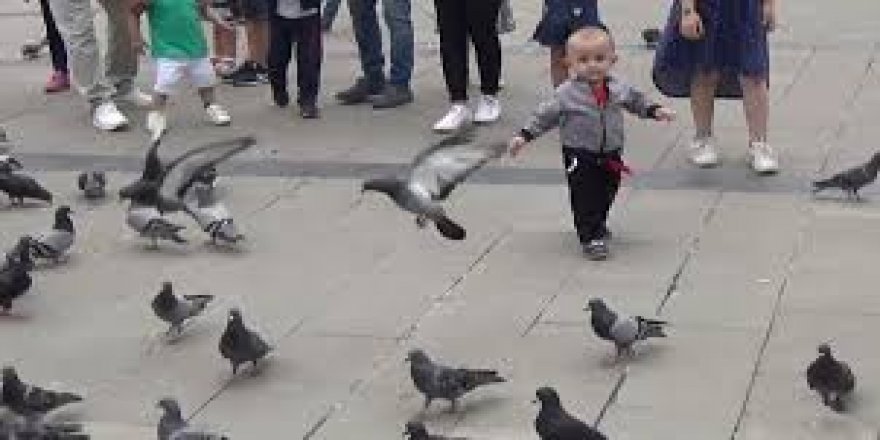 Düzce'de çocukların oyun arkadaşı güvercinler