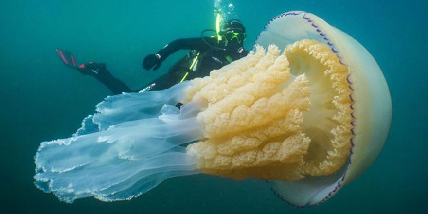 Deniz ürünleri gastroenterit sebebi olabilir