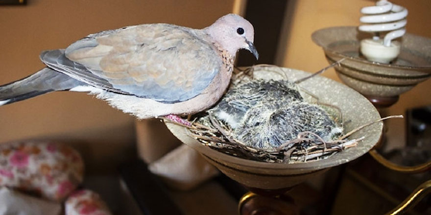 Kuşlar oturma odasının avizesine yuva yaptı