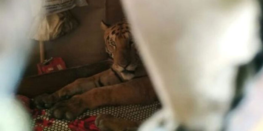 Selden kaçarken yorulan kaplan eve sığındı