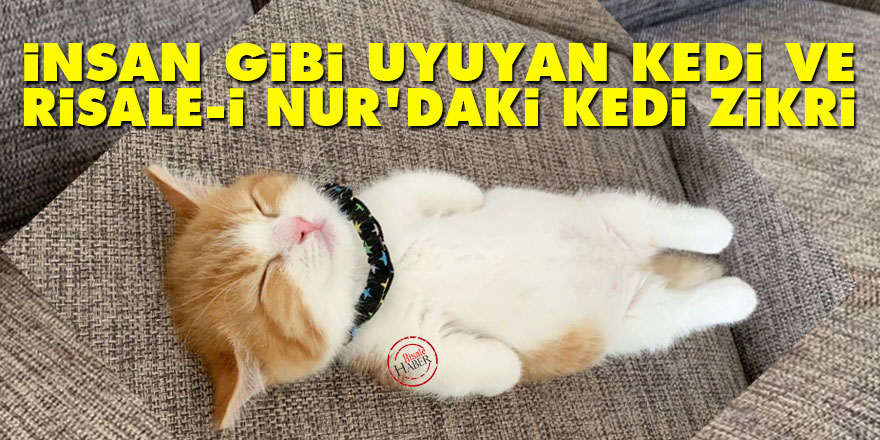 İnsan gibi uyuyan kedi ve Risale-i Nur'daki 'kedi' zikri