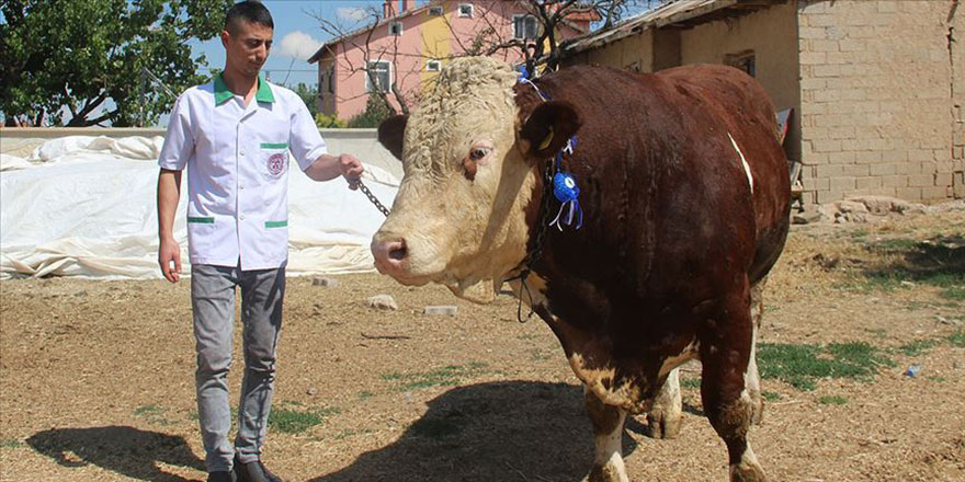 Maşallah! 1,3 tonluk kurbanlık boğa 'Paşa' görücüye çıktı