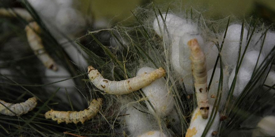 'Bir ipek böceğinin hikayesi'