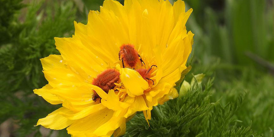 Karadeniz'de gramla üretilen arı sütü, yurt dışına ihracat yolunda