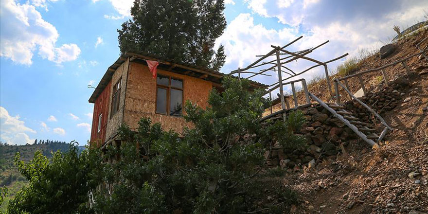 Ardıç gövdesinin etrafına ev yaptı