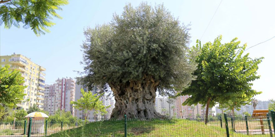 Bin 500 yıllık zeytin ağacı meyve verdi
