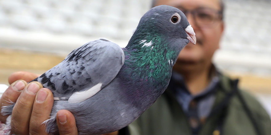İstanbul'dan havalanan posta güvercini Batman'a ulaştı