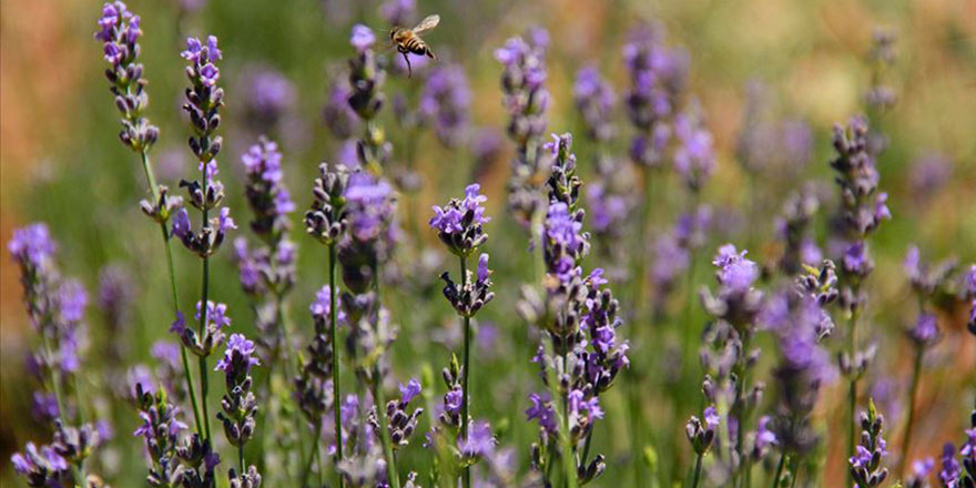 Tekirdağ'da ki lavanta tarlaları misafirlerini ağırlıyor