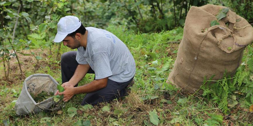 Sigortalı fındık işçileri olumlu sonuç verdi