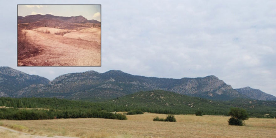 Antalya'nın Elmalı ilçesinde 20 yıl önce yanan orman yeniden canlandı