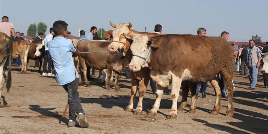 Bayram yaklaşınca kurban pazarı yoğunlaştı