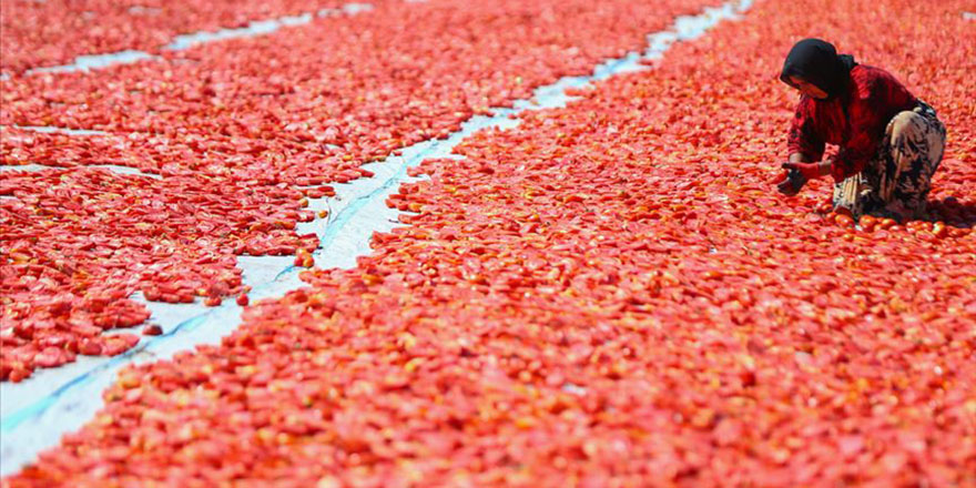 Çanakkale domatesinde 'son turfanda' umudu