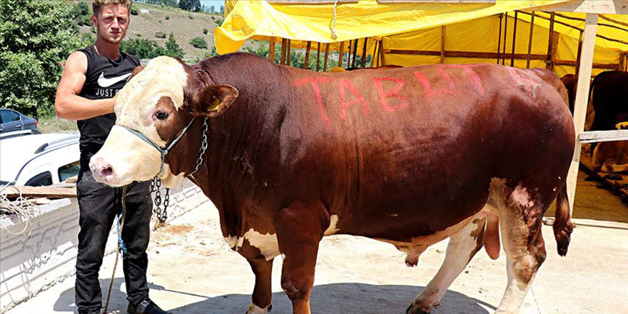 Maşallah! Bir tonluk kurban otomobil parasına satıldı