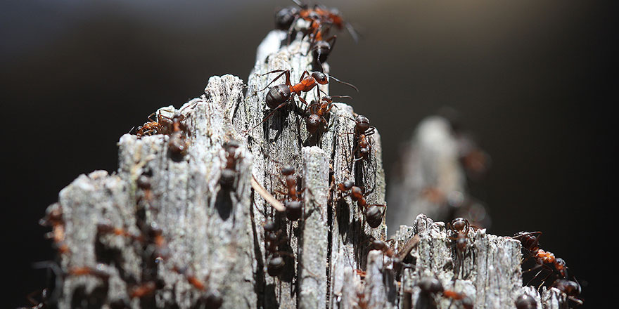 Cumhuriyetçi karıncalar orman gönüllüsü oldu