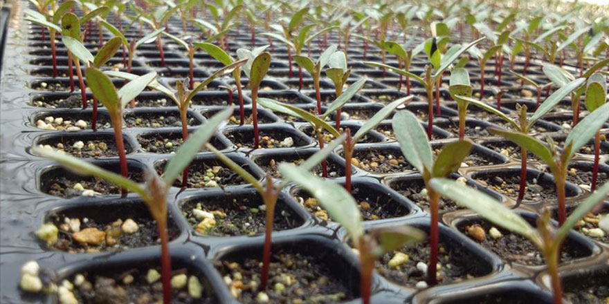 Topraksız tarımla fide üreten firma siparişlere yetişemiyor