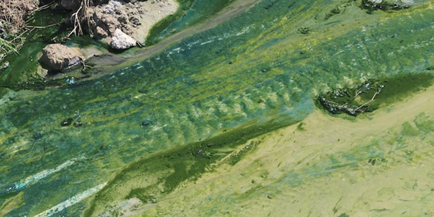 Fabrikaların sorumsuzluğu: Tekirdağ'da dere sürekli renk değiştiriyor