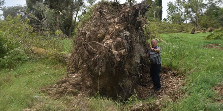 Kırklareli'de hortum çıktı ağaçlar kökünden söküldü