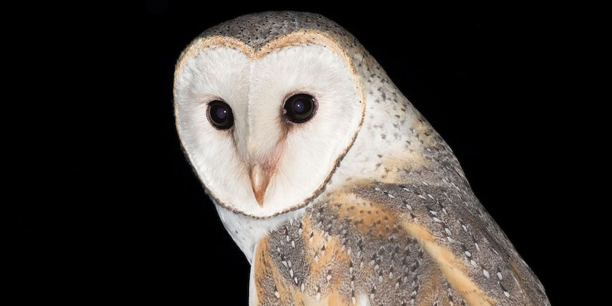 Bu kuşların çifti 5 bin liraya kadar satılıyor