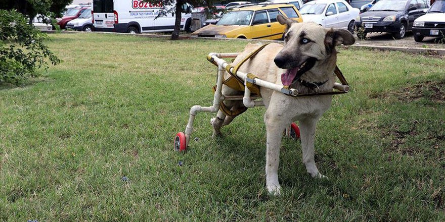 Yürüyemeyen köpeğe plastik borularla yürüteç yaptı