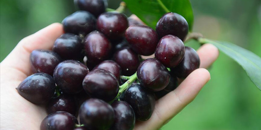 Bir çok derde şifa olan karayemiş'in 89 genotipi muhafaza altında