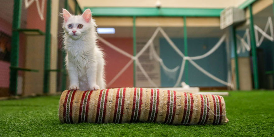 Maşallah! Van'ın 'Nazlı' kedisi 10 yavru doğurdu