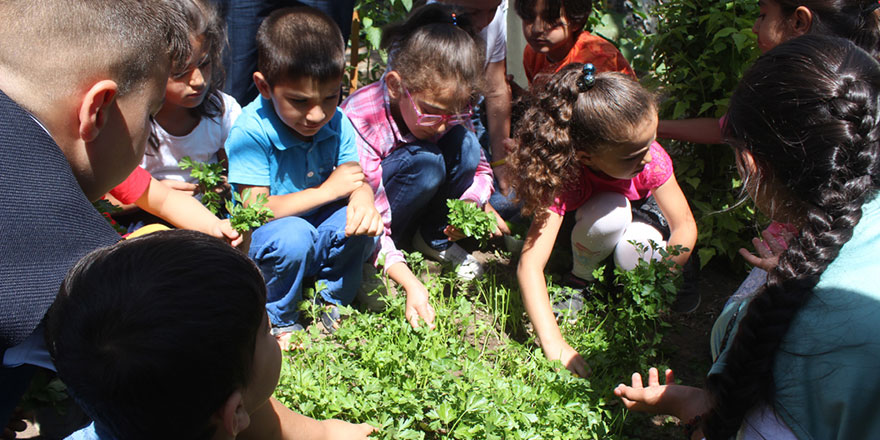 Minik öğrencilerin okul bahçesinde hasat heyecanı