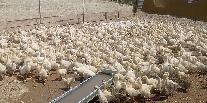 Harran Üniversitesi kaz satışına başladı