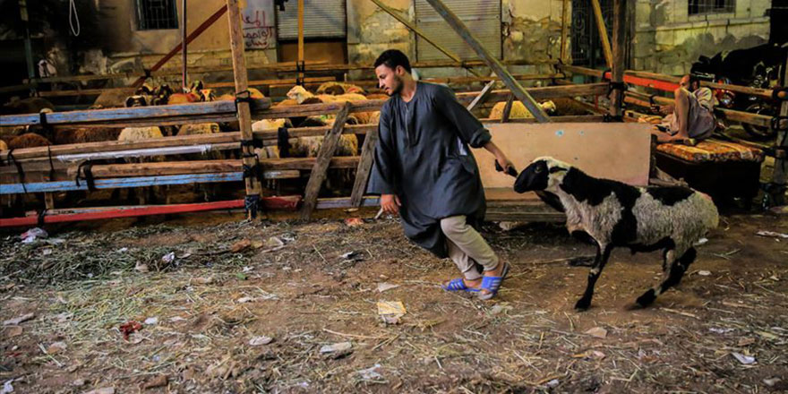 Mısırlılar neden az kurban kesiyor?