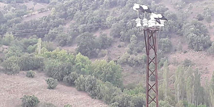 Leylekler ölmesin diye elektrikleri kestiler