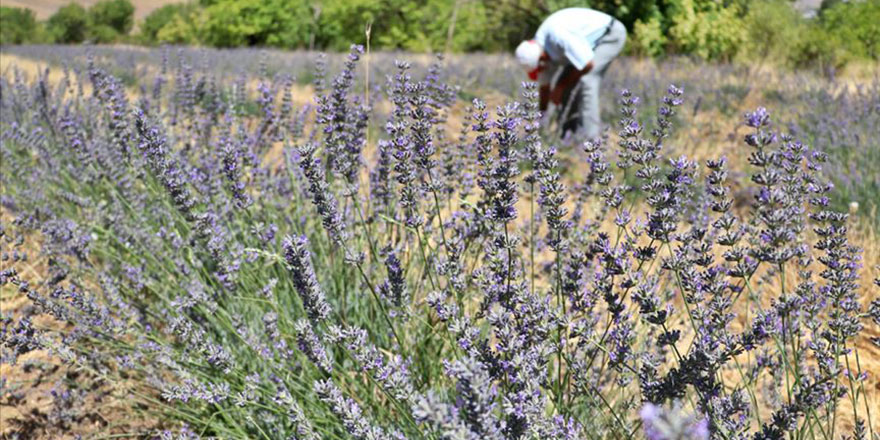 Karadeniz dağları lavanta kokacak