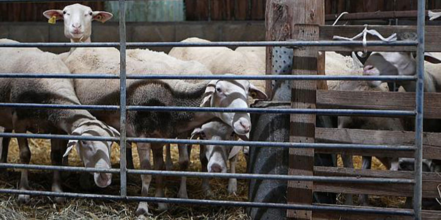 Koronavirüse karşı 45 kurban kesip ihtiyaç sahiplerine dağıttılar