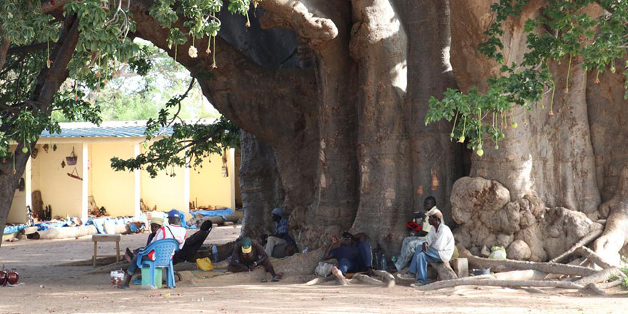 Senegal'de 18 asırlık 'heybetli Baobab' ağacı