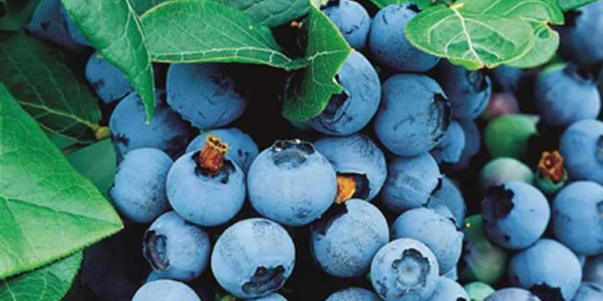 Kadınların gözde meyvesi maviyemişin çok faydası var