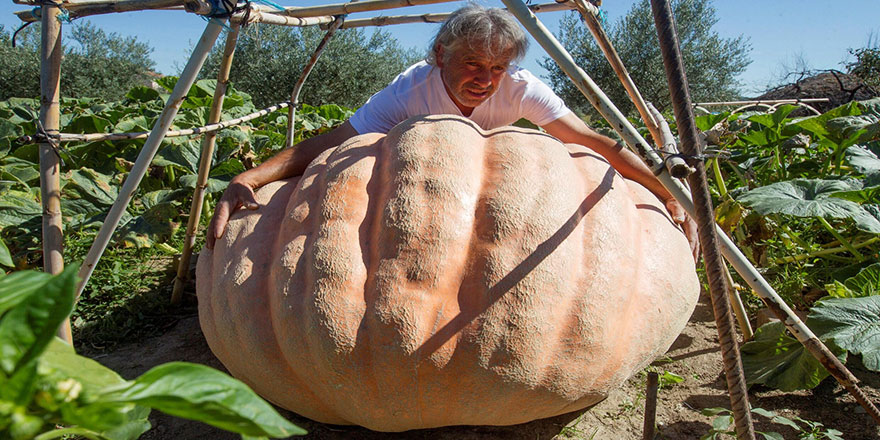 İspanyol çiftçinin tarlasında 215 kiloluk dev kabak yetişti