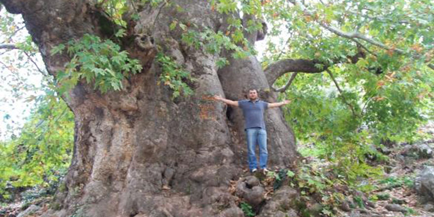 Bursa Karacabey'de 1100 senelik tarihi çınar bulundu